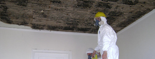 Mold Removal in Louisiana, 