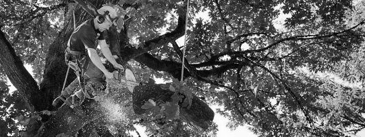 Tree Trimming in Jacksonville, FL
